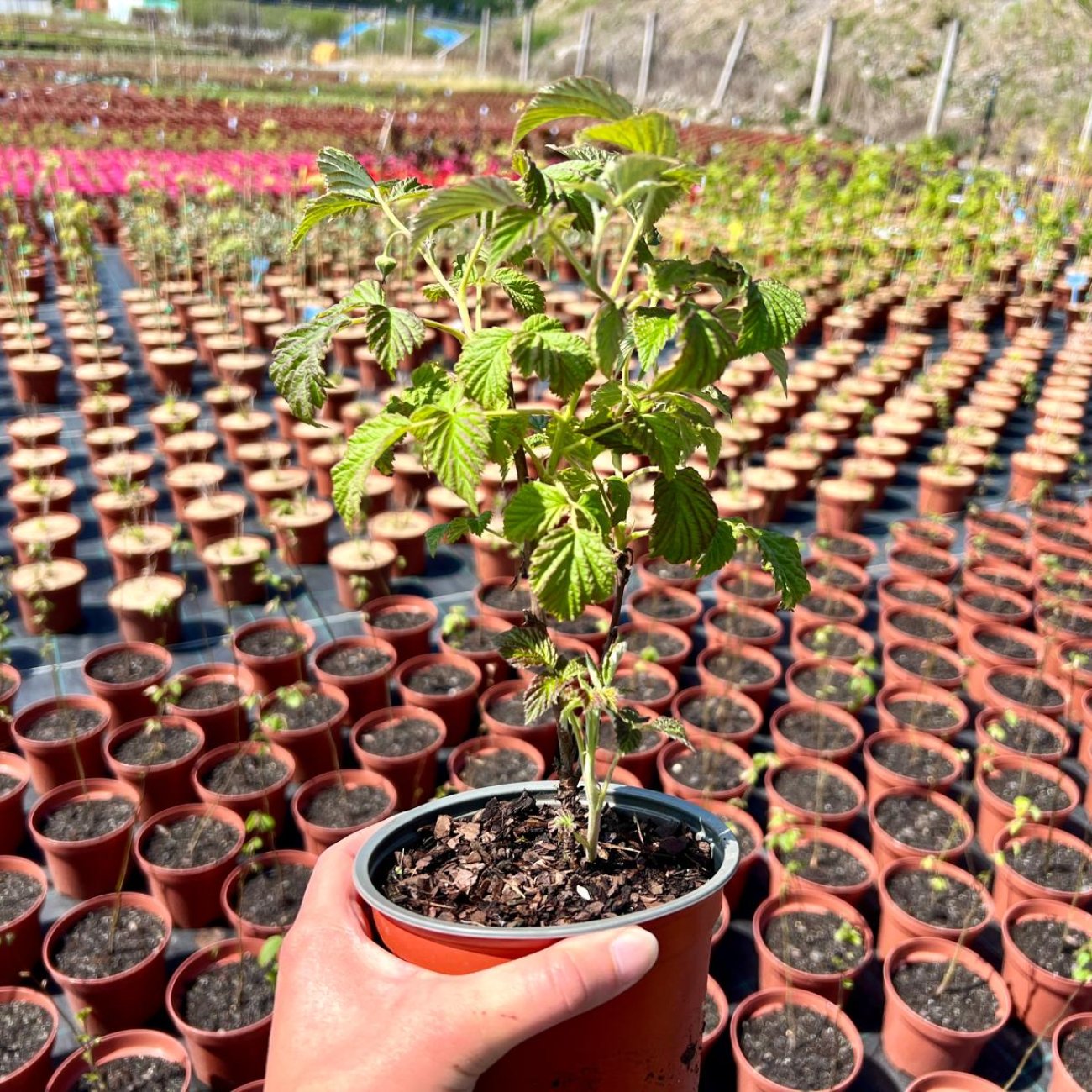 Obrázok Malina červená (Rubus idaeus) ‘RUBY BEAUTY’® – výška 20-30cm, kont. C2L